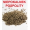 NIEPOKALANEK POSPOLITY OWOC 1 KG